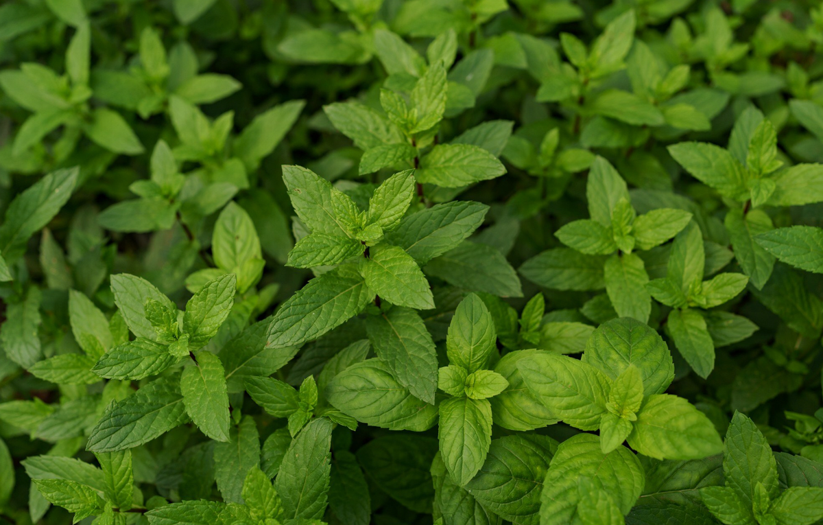 Spearmint and PCOS: What the Research Says About Hair Growth and Androgens