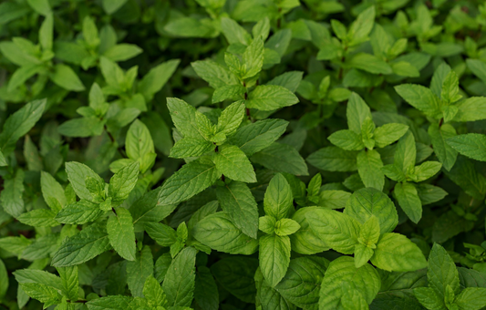 Spearmint and PCOS: What the Research Says About Hair Growth and Androgens