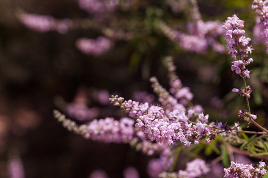 Is Vitex Right for Me?